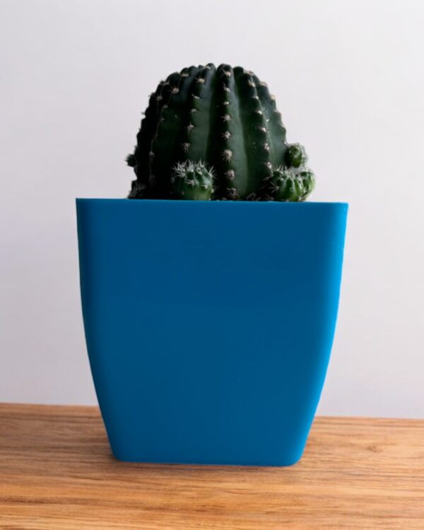 lobivia cactus in a blue pot