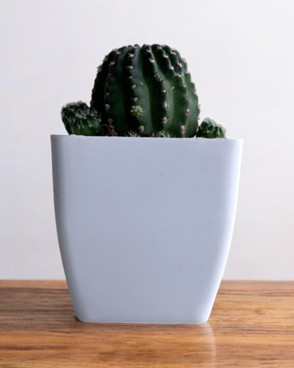lobivia cactus in a white pot