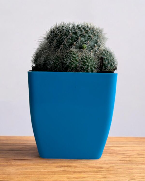 yellow rebutia in a blue pot