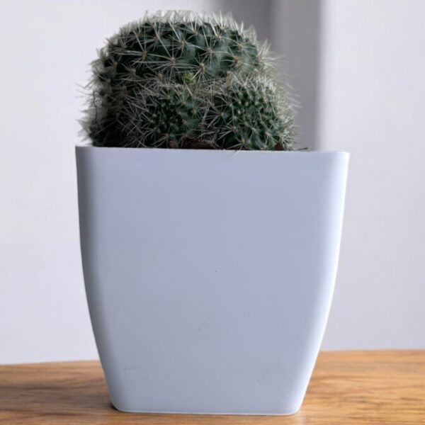 yellow rebutia in a white pot