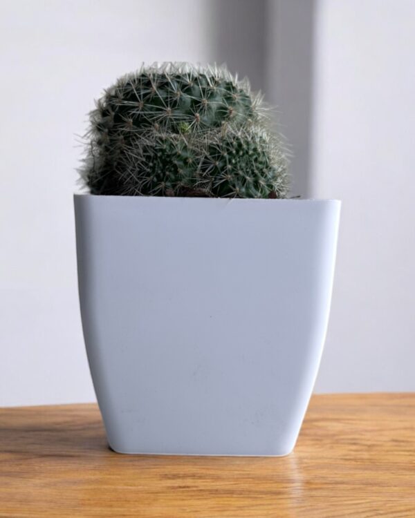yellow rebutia in a white pot