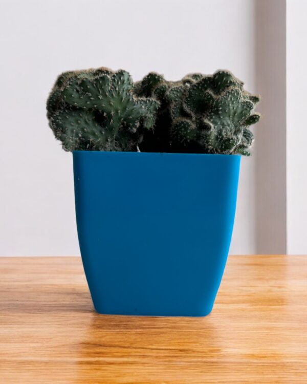 crested cactus in a blue pot