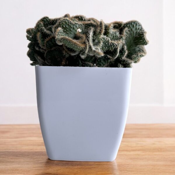 crested cactus in a white pot