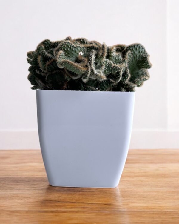 crested cactus in a white pot