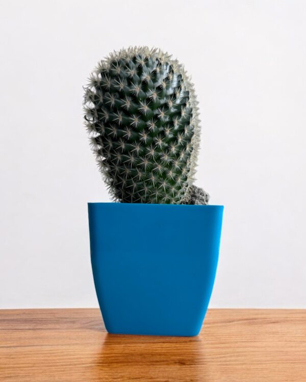 mammillaria in a blue pot