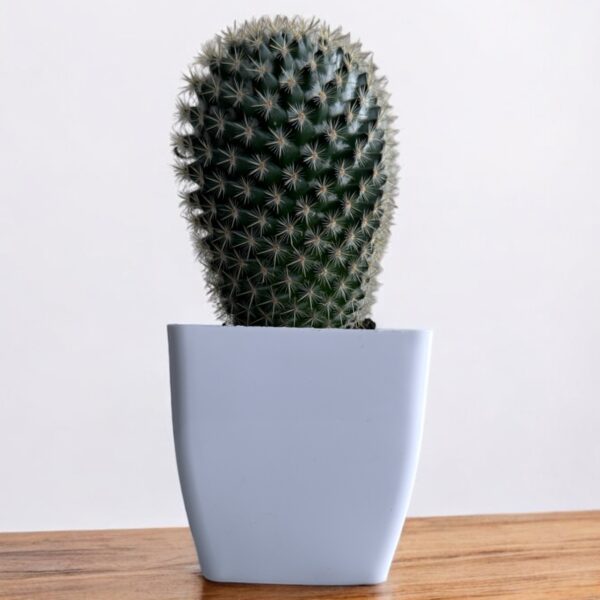 mammillaria in a white pot