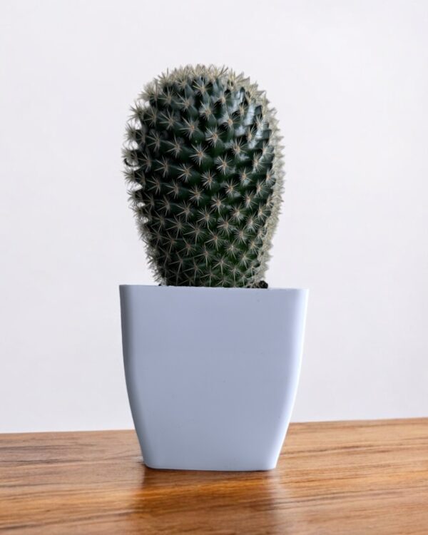 mammillaria in a white pot