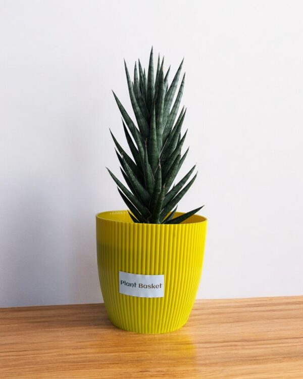 sansevieria francisii in a yellow pot