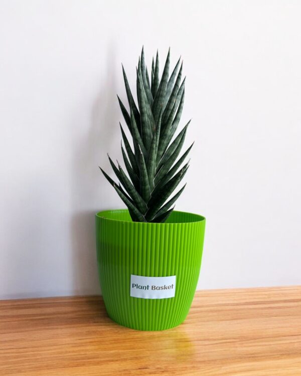 sansevieria francisii in a green pot