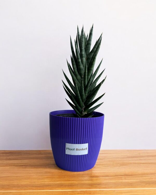 sansevieria francisii in a purple pot