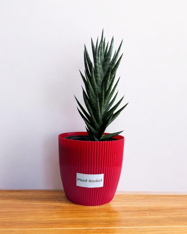 sansevieria francisii in a red pot