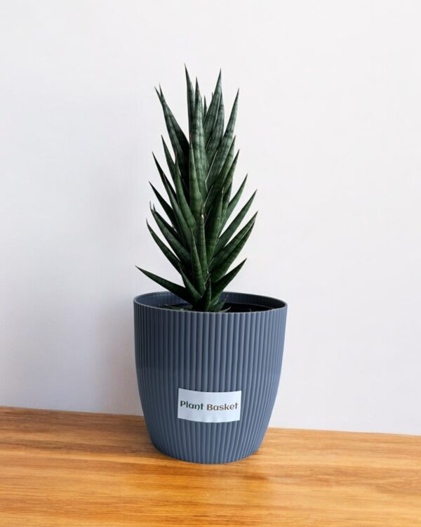 sansevieria francisii in a grey pot