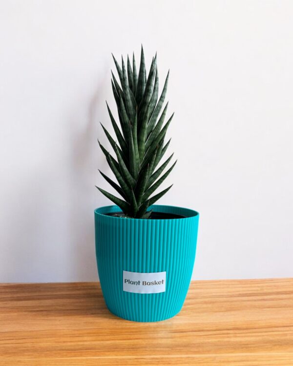 sansevieria francisii in a blue pot