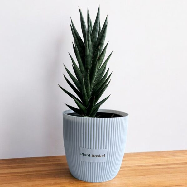 sansevieria francisii in a white pot