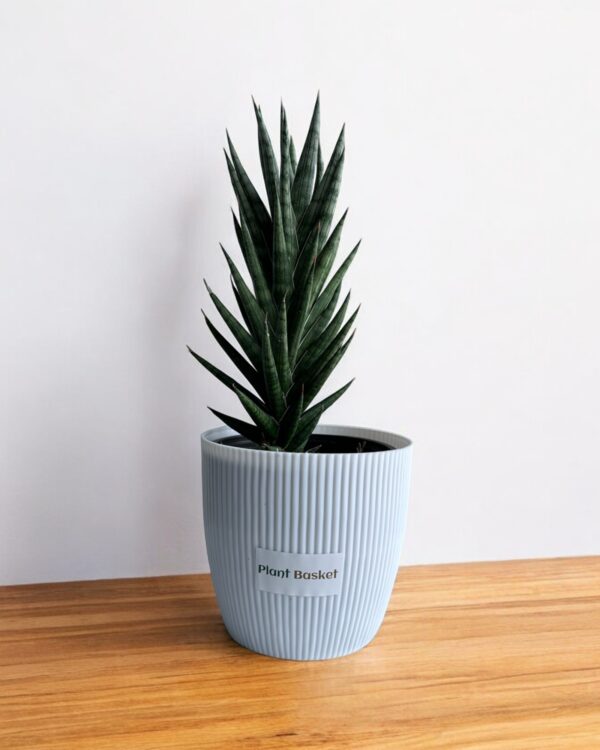 sansevieria francisii in a white pot