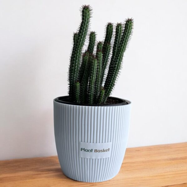 euphorbia clump in a white pot