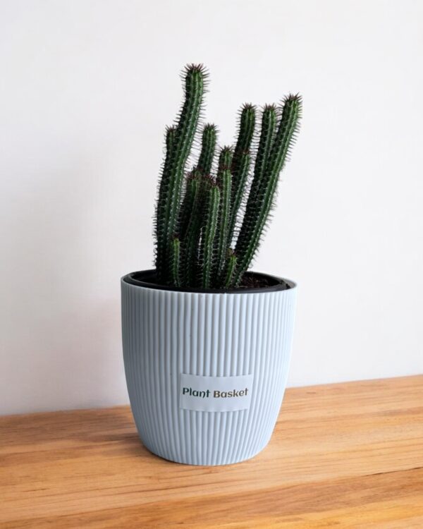 euphorbia clump in a white pot