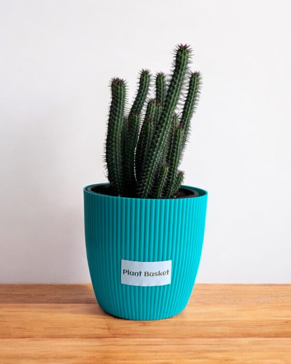 euphorbia clumps in a blue pot