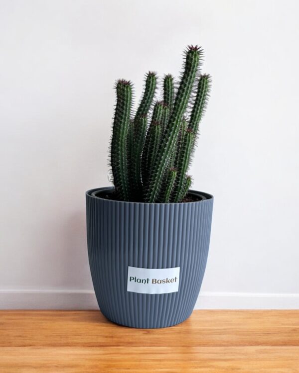 euphorbia clumps in a grey pot