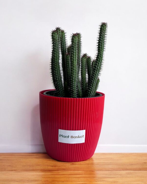 euphorbia clumps in a red pot