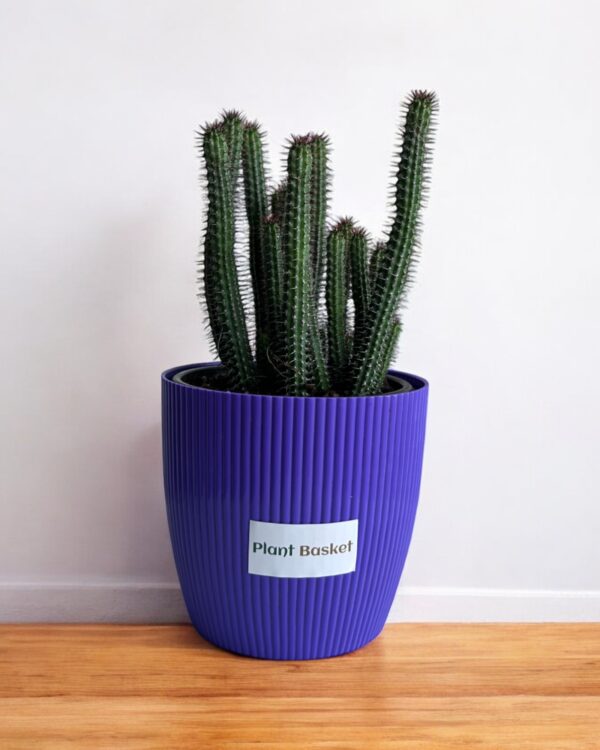 euphorbia clumps in a purple pot