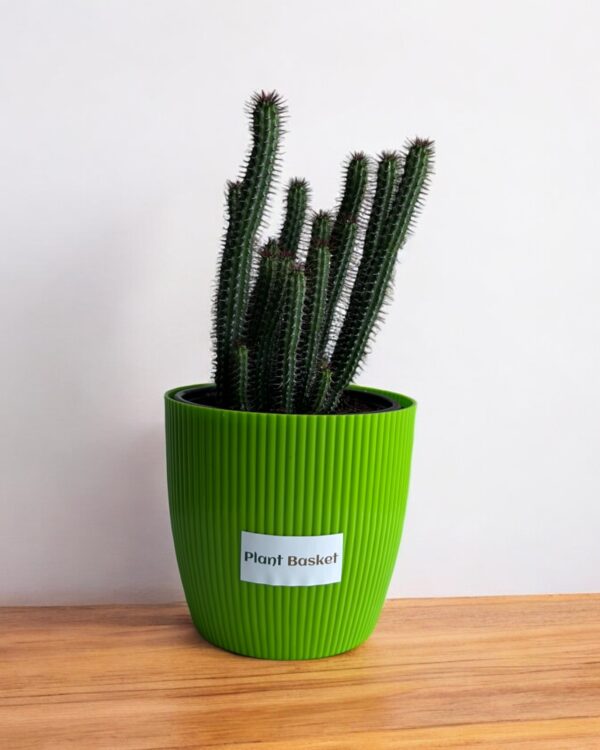euphorbia clumps in a green pot