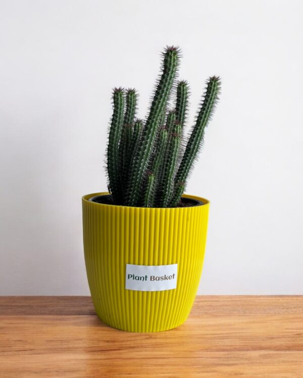 euphorbia clump in a yellow pot