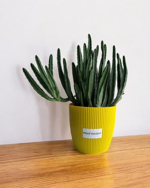 star cactus clumps in a yellow pot