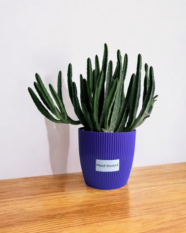 star cactus clumps in a purple pot