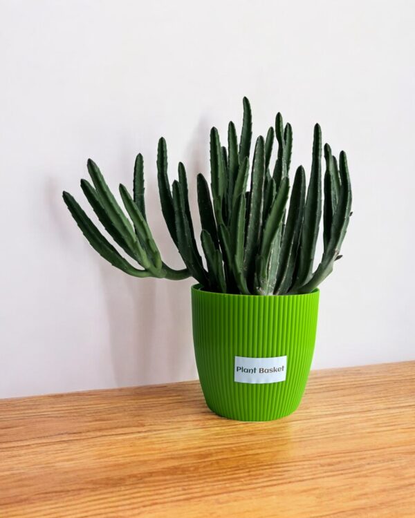 star cactus clumps in a green pot
