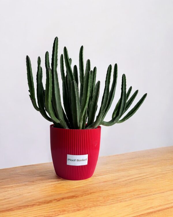 star cactus clumps in a red pot