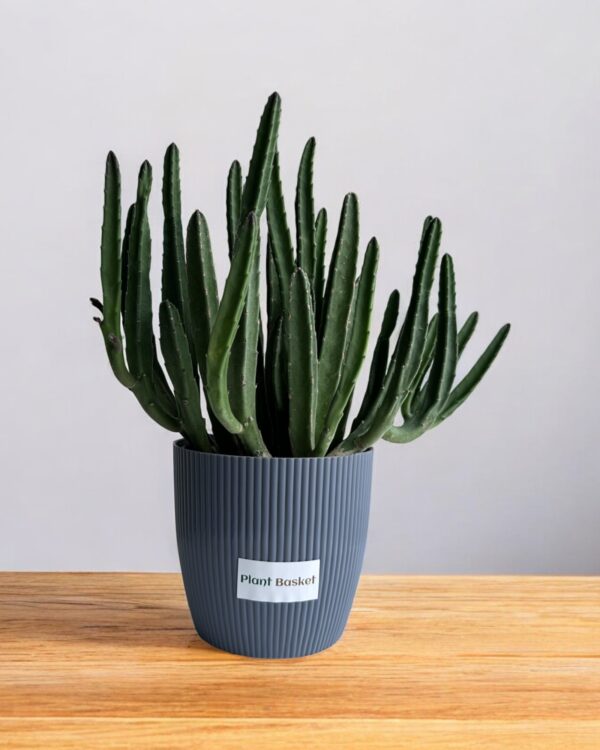 star cactus clumps in a grey pot