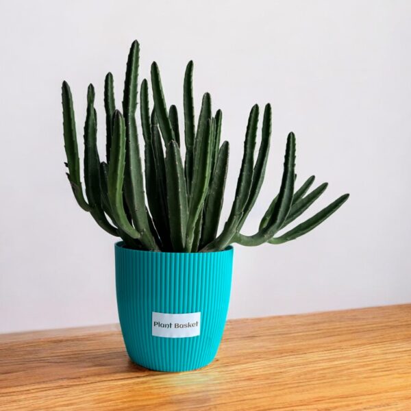 star cactus clumps in a blue pot