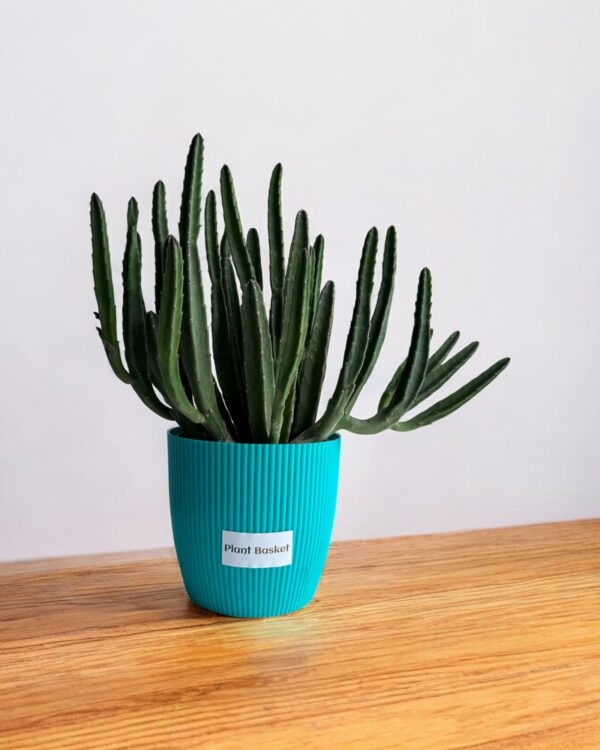 star cactus clumps in a blue pot