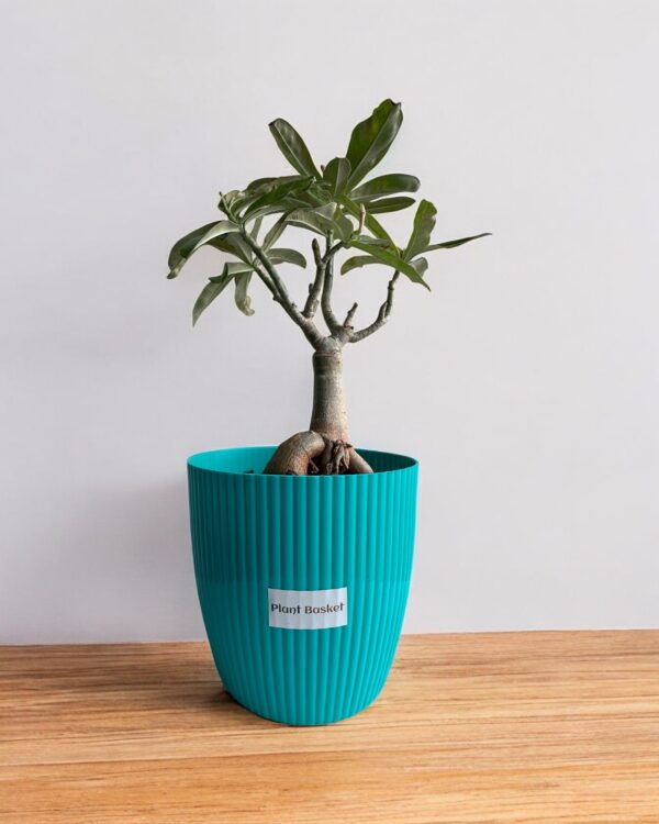 adenium in a blue pot