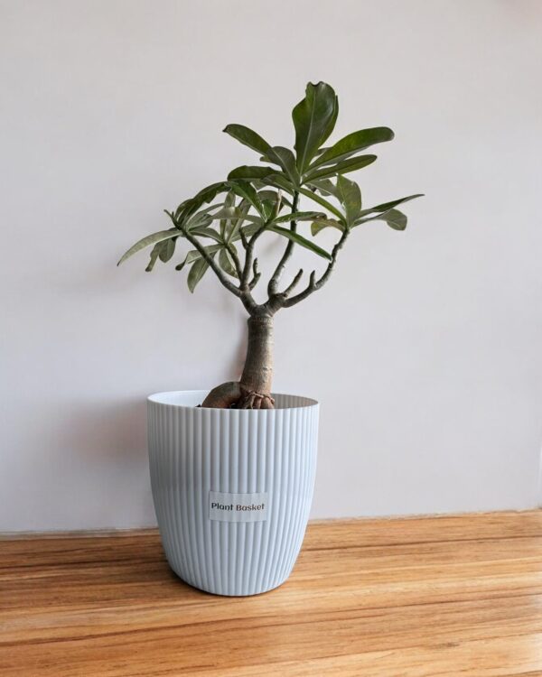 adenium in a white pot