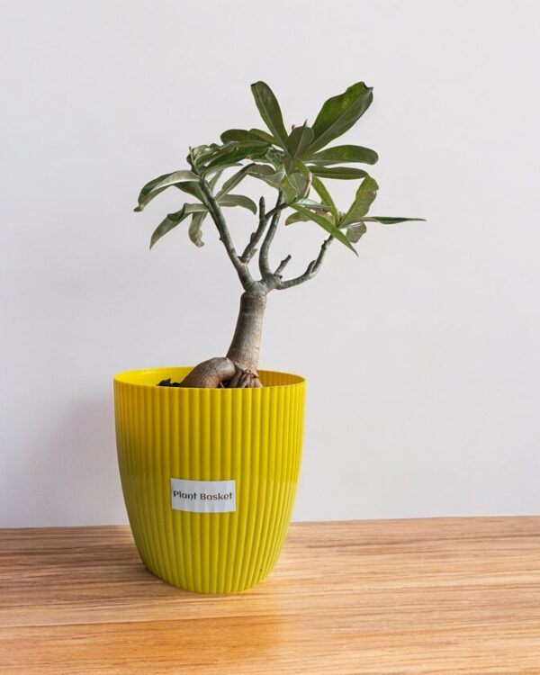adenium in a yellow pot