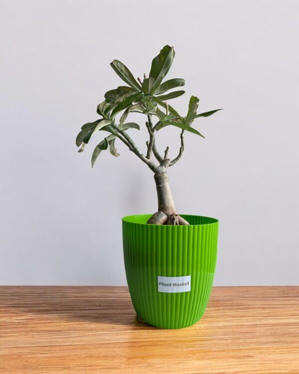 adenium in a green pot