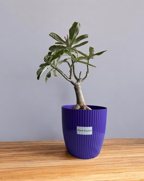 adenium in a purple pot