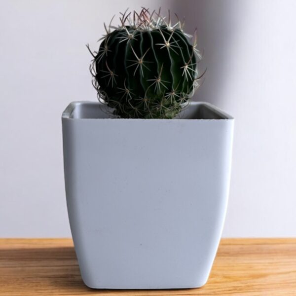 brain cactus in a white pot