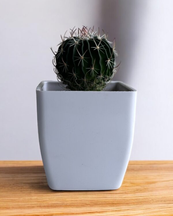 brain cactus in a white pot