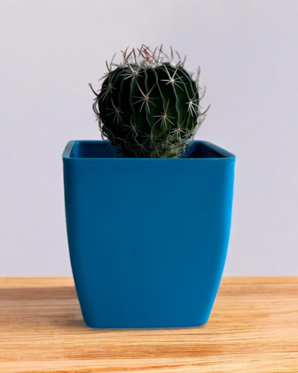 brain cactus in a blue pot