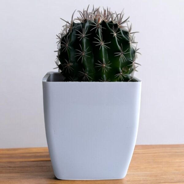 fero cactus in a white pot