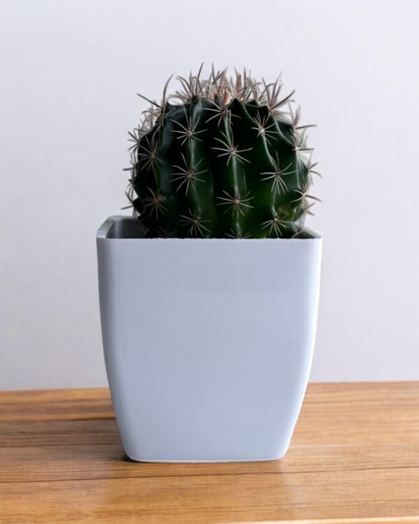 fero cactus in a white pot