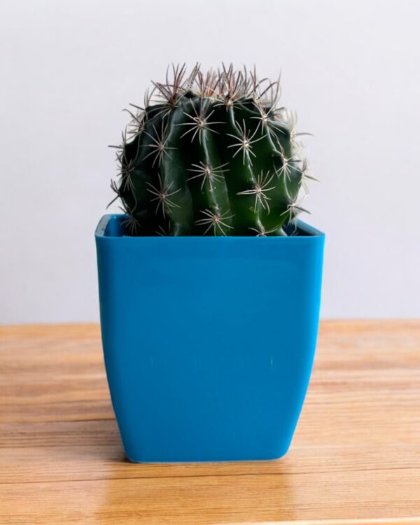 fero cactus in a blue pot
