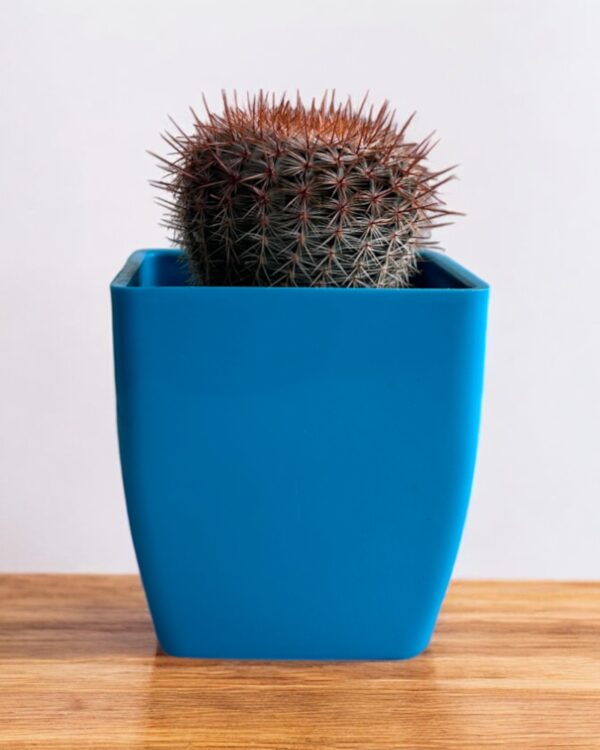 red noto caactus in a blue pot