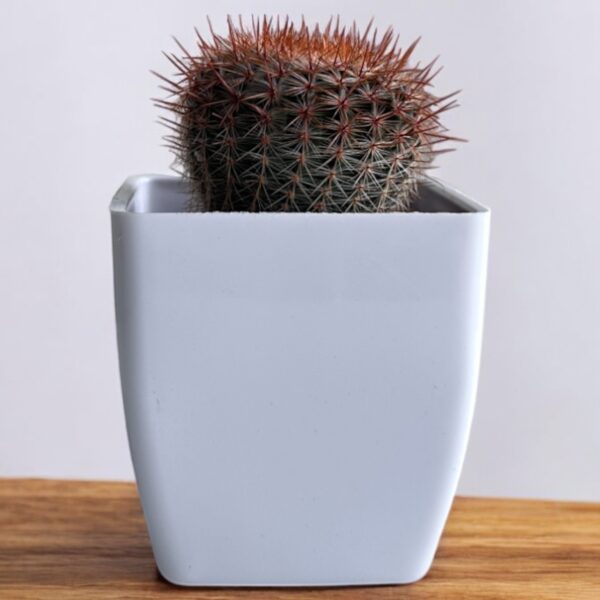 red noto caactus in a white pot