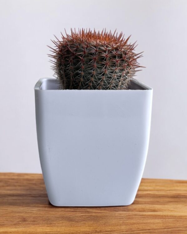red noto caactus in a white pot