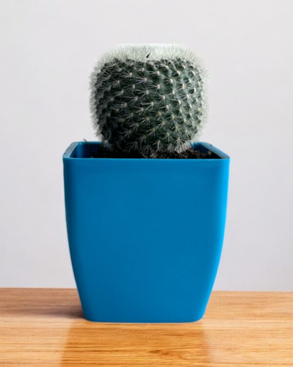 white rebutia in a blue pot