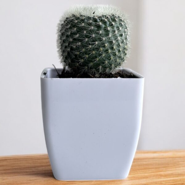 white rebutia in a white pot
